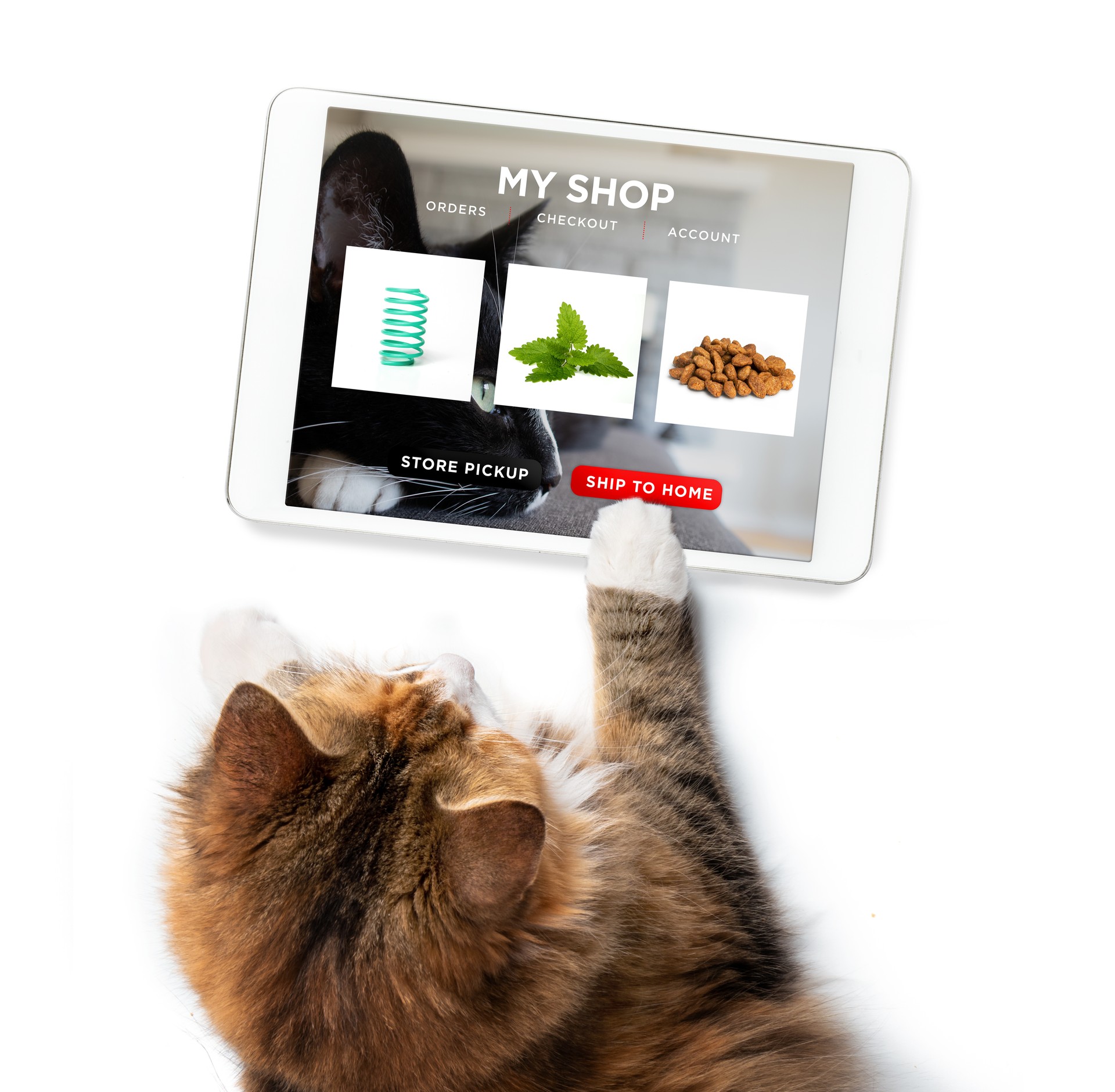 Cat ordering online by internet for home delivery.