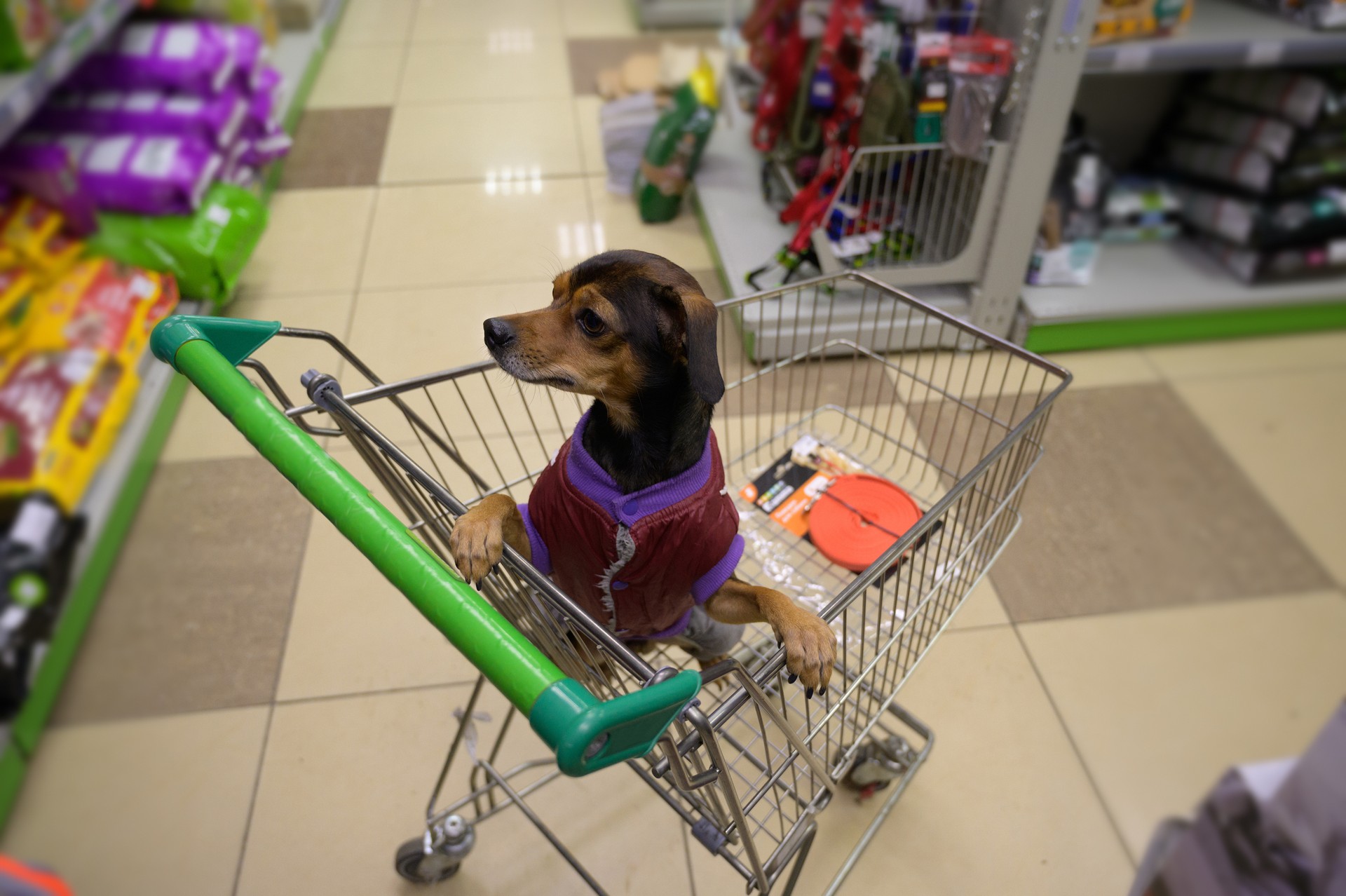 Small dog in shopping cart.